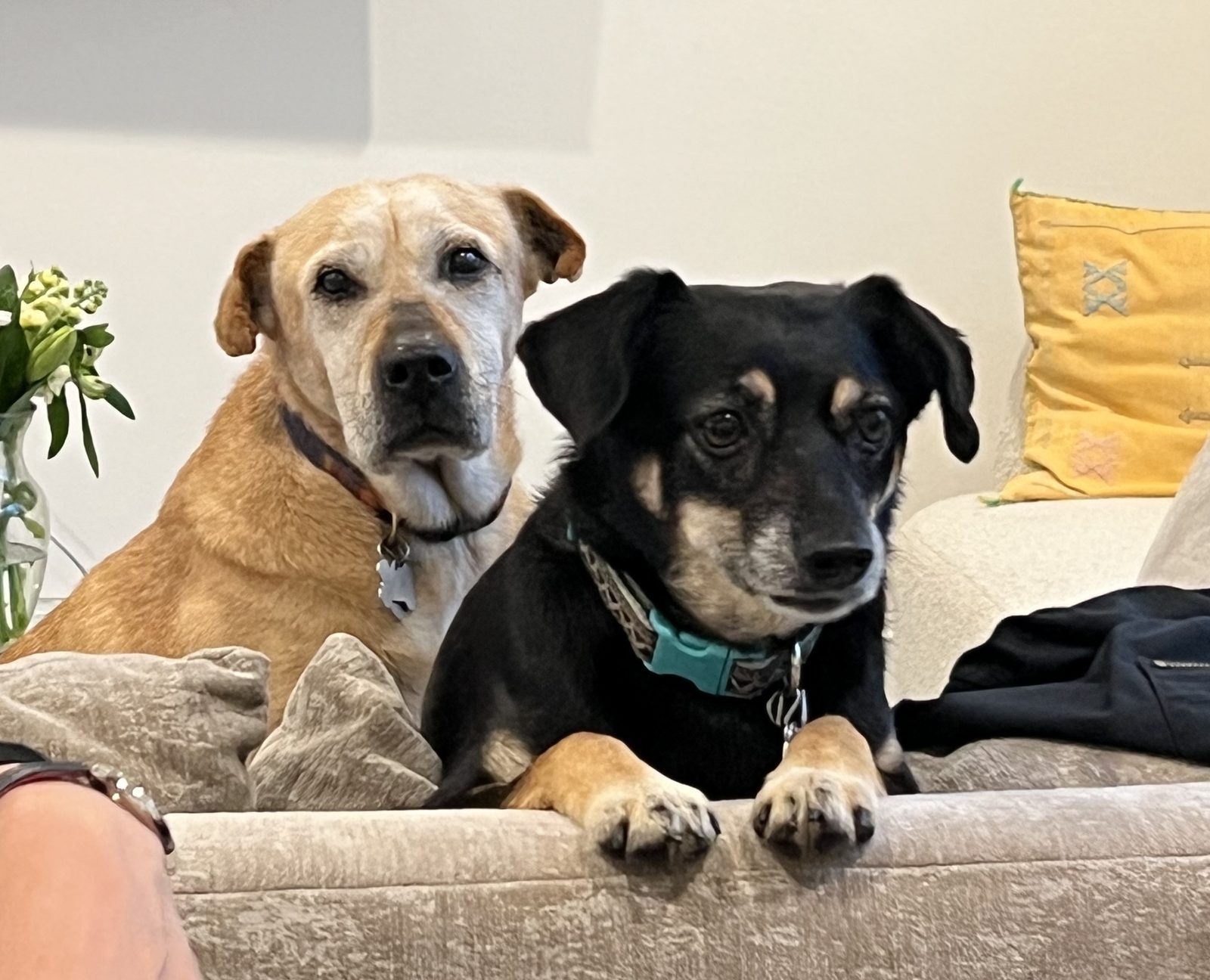 Daisy and Mia resting their front paws on the back of a couch, looking at the camera.