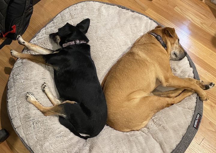 Mia and Daisy asleep side by side on a round cushioned dog bed on a wood floor.