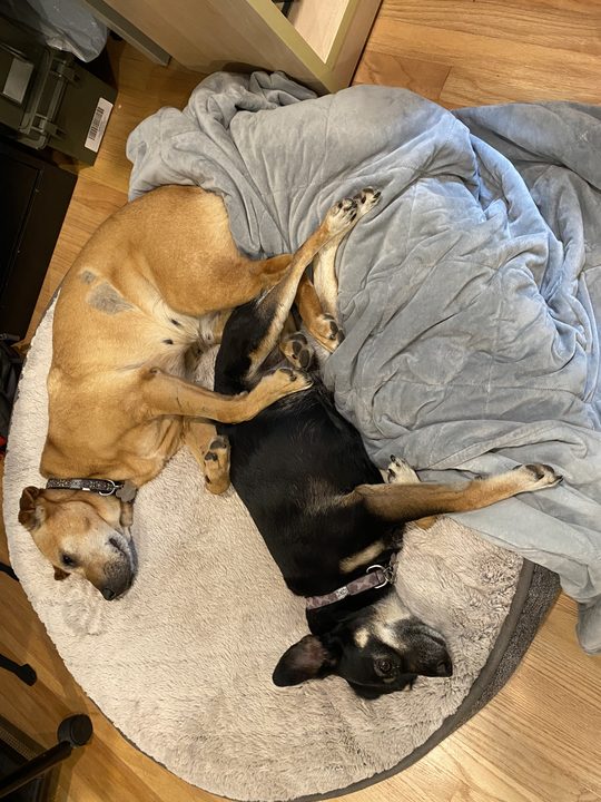Daisy and Mia tangled together on a round dog bed under a gray blanket, seen from above.