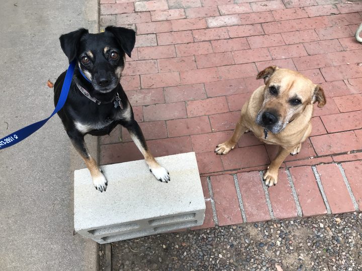 Mia standing with her front paws on a cinder block while Daisy sits on the brick patio beside her.