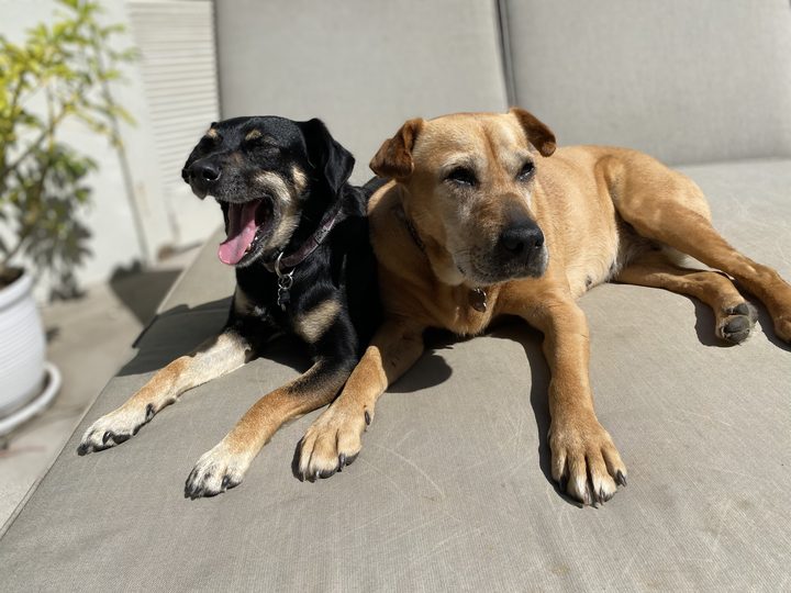 Mia, mouth open in a big yawn, lying beside Daisy on a sunlit gray couch.