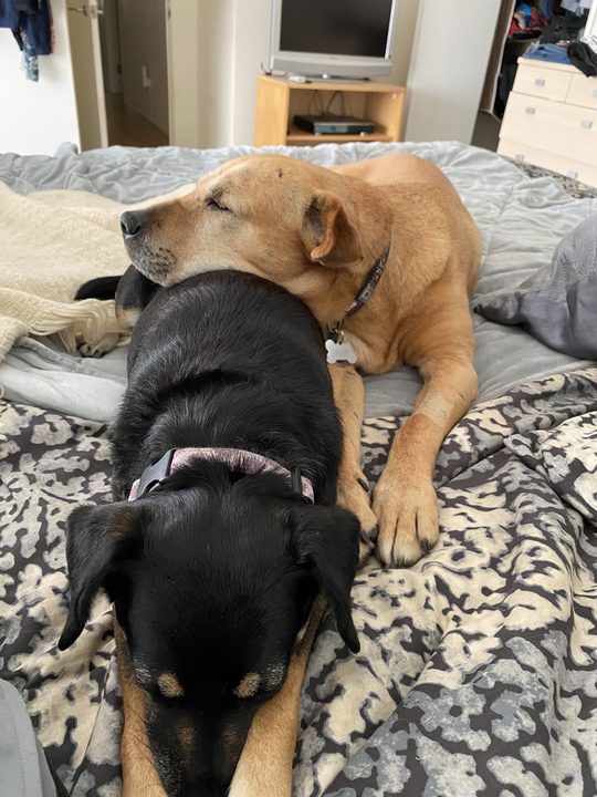 Daisy lying with her head and a paw resting over Mia's back on a patterned blanket.