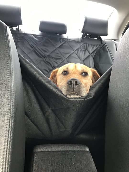 Daisy peeking out of a car seat cover.