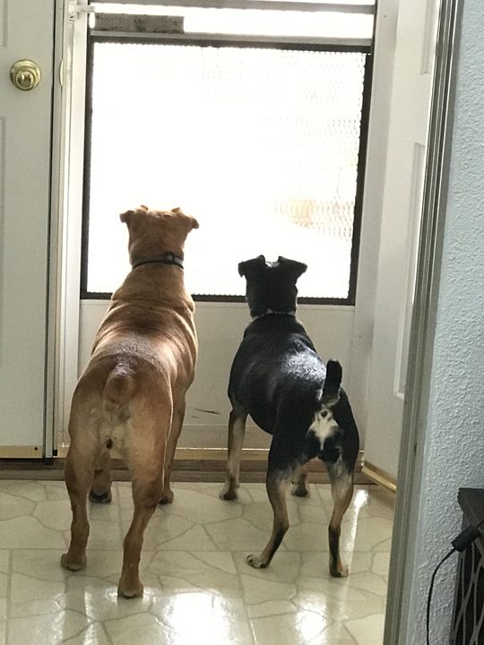 Daisy and Mia standing side by side at a glass door, seen from behind, looking out.