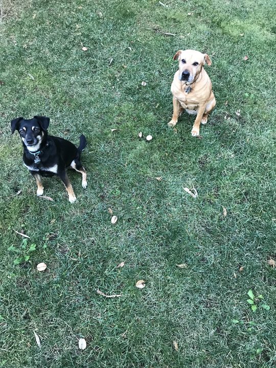 Mia and Daisy sitting a few feet apart on a grassy lawn, both looking up at the camera.