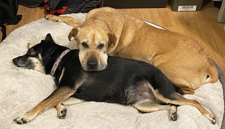 Daisy resting her chin on Mia's side while Mia lies stretched out on a plush dog bed.