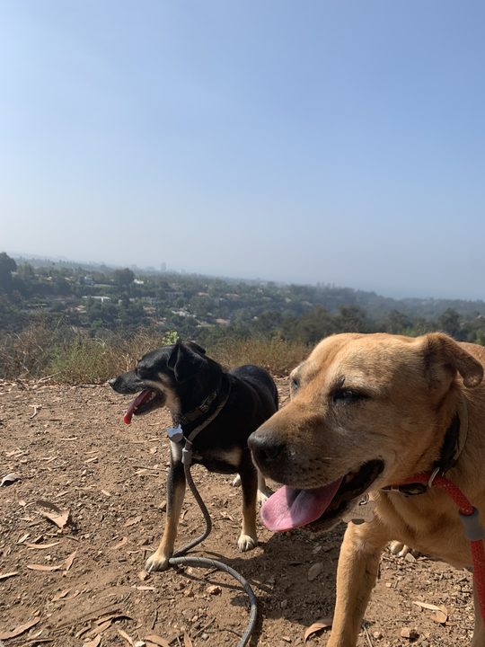 Daisy in the foreground and Mia behind her on a hilltop trail, with hazy city views below.