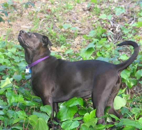 Jazz standing in a bed of ivy in the backyard, looking up, with a purple collar.