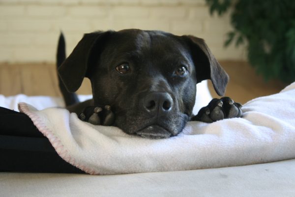 Jazz resting her chin on her front paws on a white blanket.