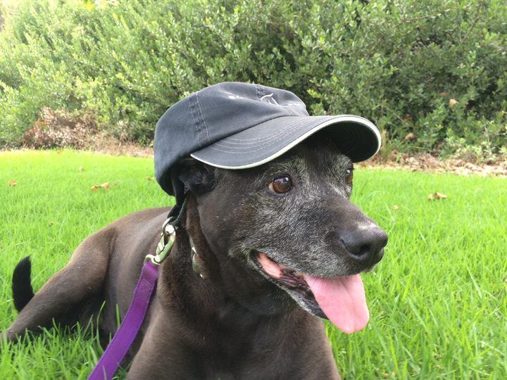 Jazz lying on the grass wearing a gray baseball cap, tongue out, with a purple leash.
