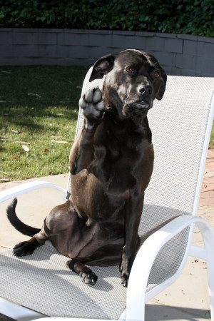 Jazz sitting up on a patio chair with one paw raised in a high five.