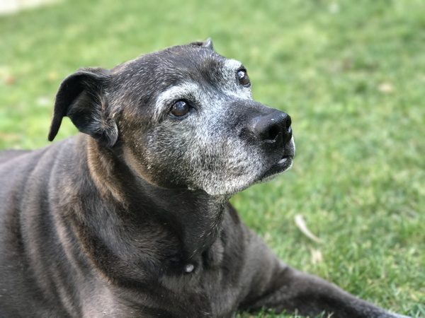 An older Jazz with a gray muzzle lying on the lawn, looking up and to the right.
