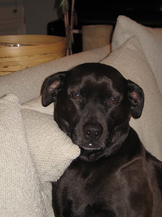 Close portrait of Jazz leaning against a couch cushion, looking straight at the camera.