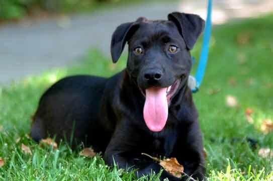 Jazz as a black puppy, lying on the grass with her tongue out and a blue leash beside her.