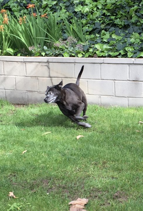 Jazz running across the lawn in the backyard, ears flying.