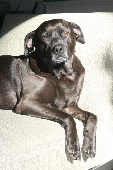 Jazz sunning on a cushion.