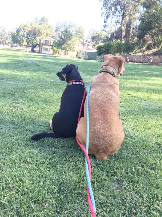 Daisy and Mia sitting side by side on a green lawn, seen from behind, looking out across a park.