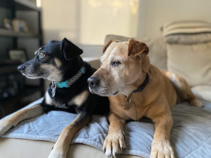Mia and Daisy lying close together on a gray blanket, both looking off to the right.