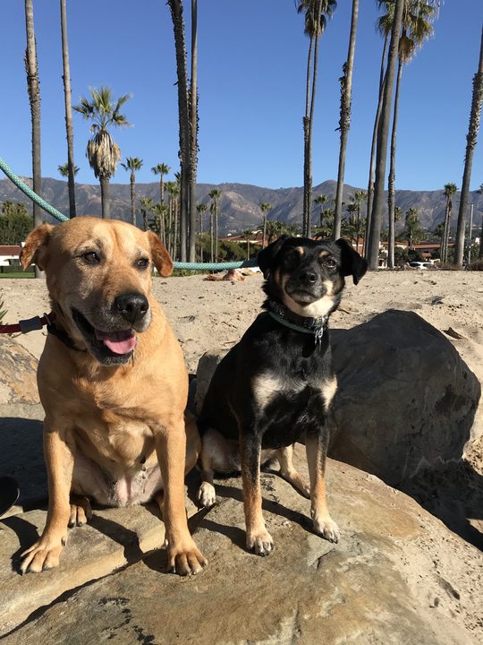 Daisy and Mia sitting on a large boulder in front of palm trees and distant mountains.
