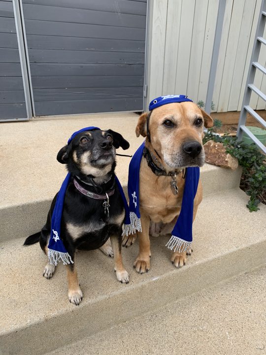 Daisy and Mia sitting on a front step wearing matching blue scarves.