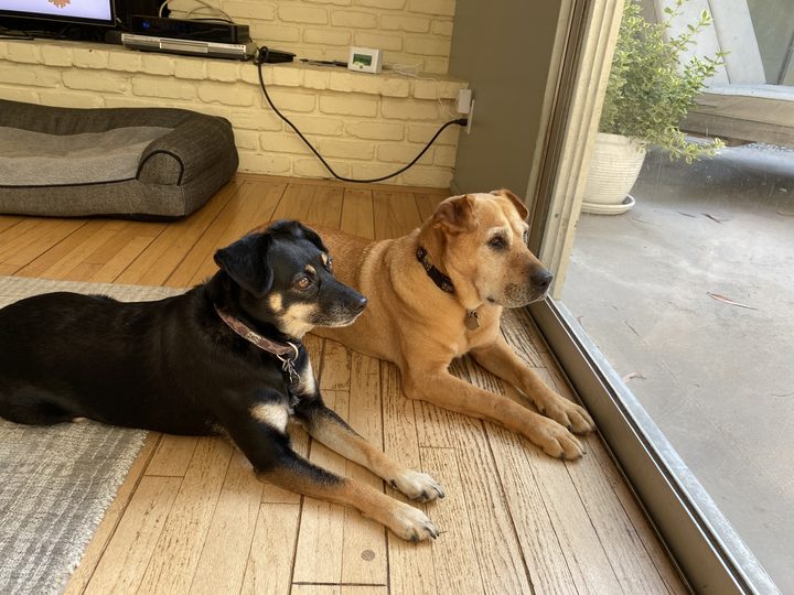 Mia and Daisy lying side by side on a wood floor beside a glass door, both gazing outside.