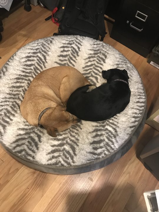 Daisy and Mia curled up nose to tail on a round dog bed, forming a yin-yang shape.